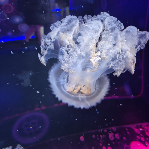 Photo of Alexandra Hoehl