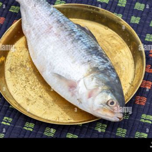 Photo of Hasan Raffi