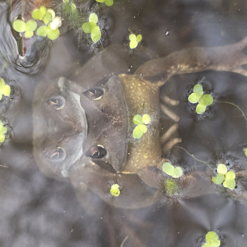 Photo of Joseph Buscemi